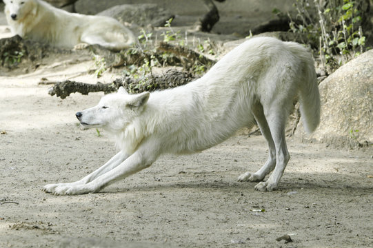 wolf bei der morgengymnastik