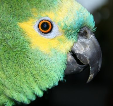 h&uuml;bsche blaustirnamazone