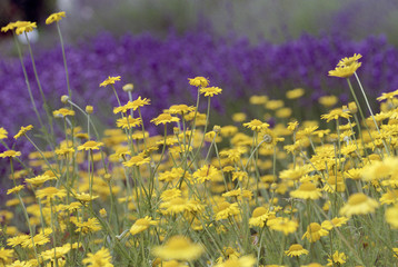 blumenwiese in gelb und lila