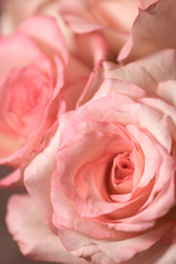 Fototapeta na wymiar pink roses