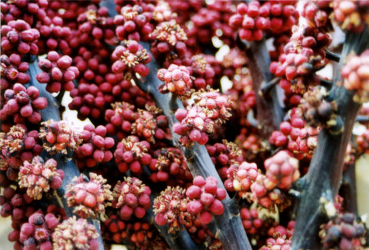 berry flowers ii