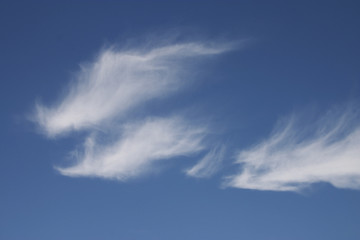 fleecy clouds