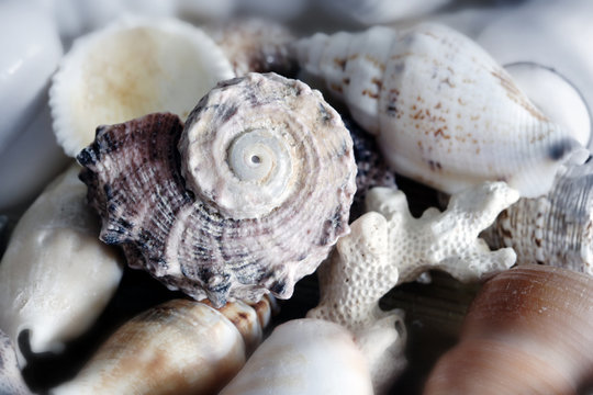 shell