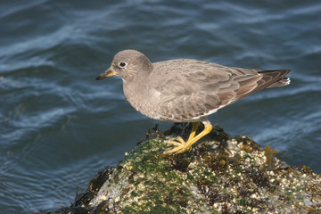 surfbird on rock