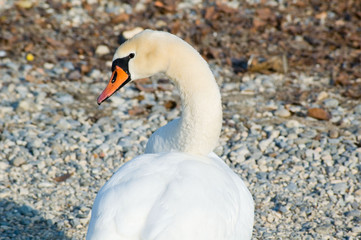 white swan