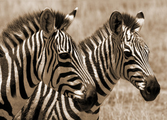 Fototapeta na wymiar ¼rebięta zebra