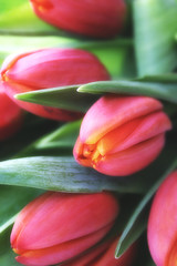 Fototapeta premium tulips