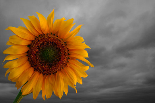 sunflower and dramatic sky