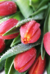 Fototapeta premium tulips