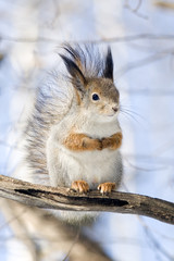 squirrel on a twig