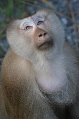 macaque portrait