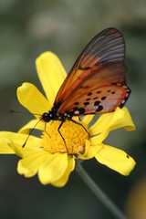 butter fly
