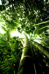 fuite bambou 2