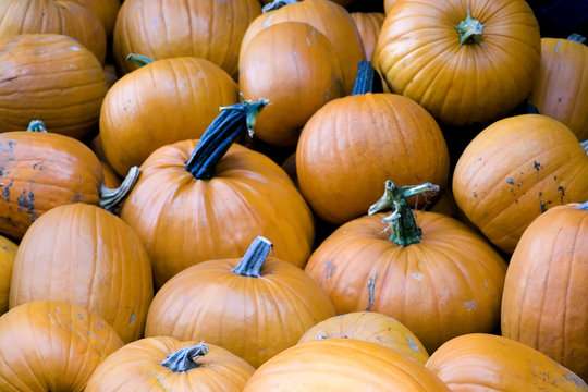 pumpkins