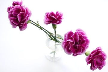 flowers in the glass