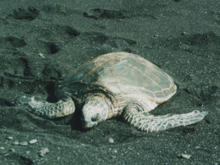 green turtle on black sand beach hawaii