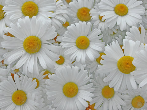 margarithenbl&uuml;ten