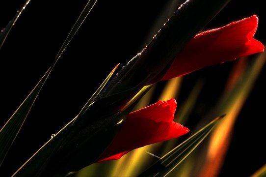 gladiole