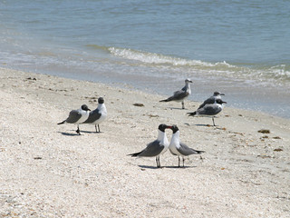 love birds