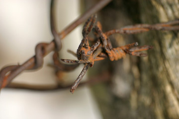 stacheldrahtrest