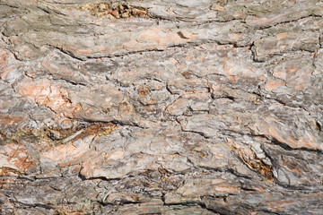background of pine bark