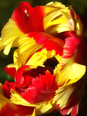 corolle de tulipe perroquet