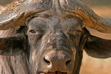african buffalo