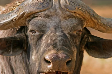 Fototapete Büffel afrikanischer Büffel