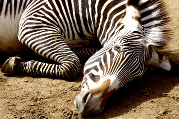 zebra on the ground