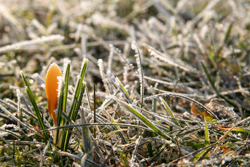 first crocus