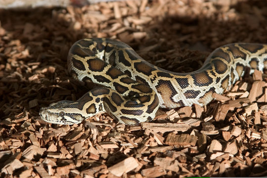 python