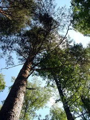Selbstklebende Fototapeten pines grow in the sky © Elina