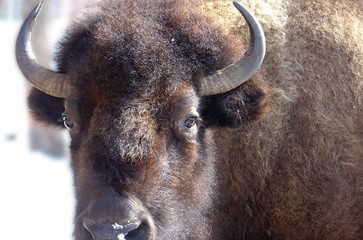 bison