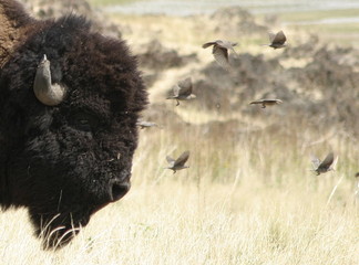 buffalo fleas #7