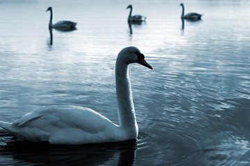 family of swans