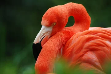 Printed kitchen splashbacks Flamingo flamingo