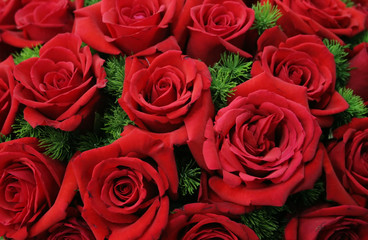 red roses