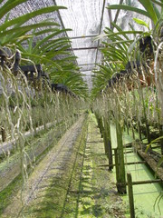 thailand bangkok - orchid farm plants