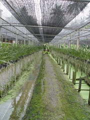 thailand bangkok - orchid farm