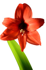 amaryllis