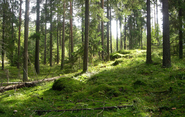 forest in the summer