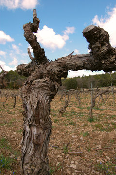 pied de vigne