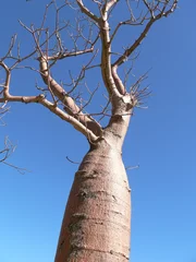 Papier Peint photo Lavable Baobab baie