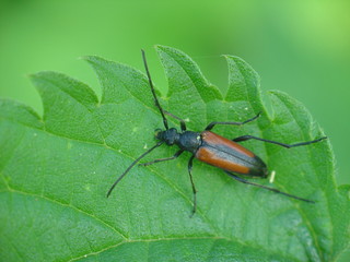 a longhorn beetle (stranglia melanura)