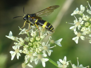 sawfly (symphyta)