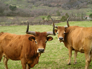 two cows portrait