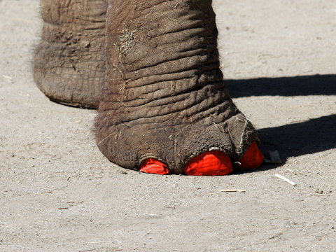 elephant's feet with painted toenails