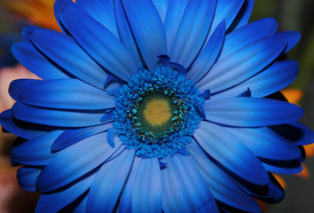 blue-flower