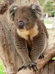 Fototapeta na wymiar koala cub walking