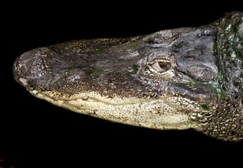 caiman3514